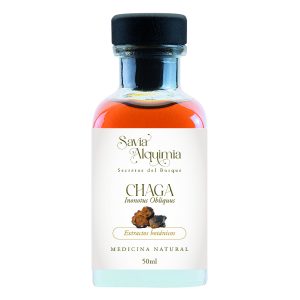 hongo chaga como agente antiinflamatorio natural