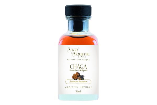 hongo chaga como agente antiinflamatorio natural