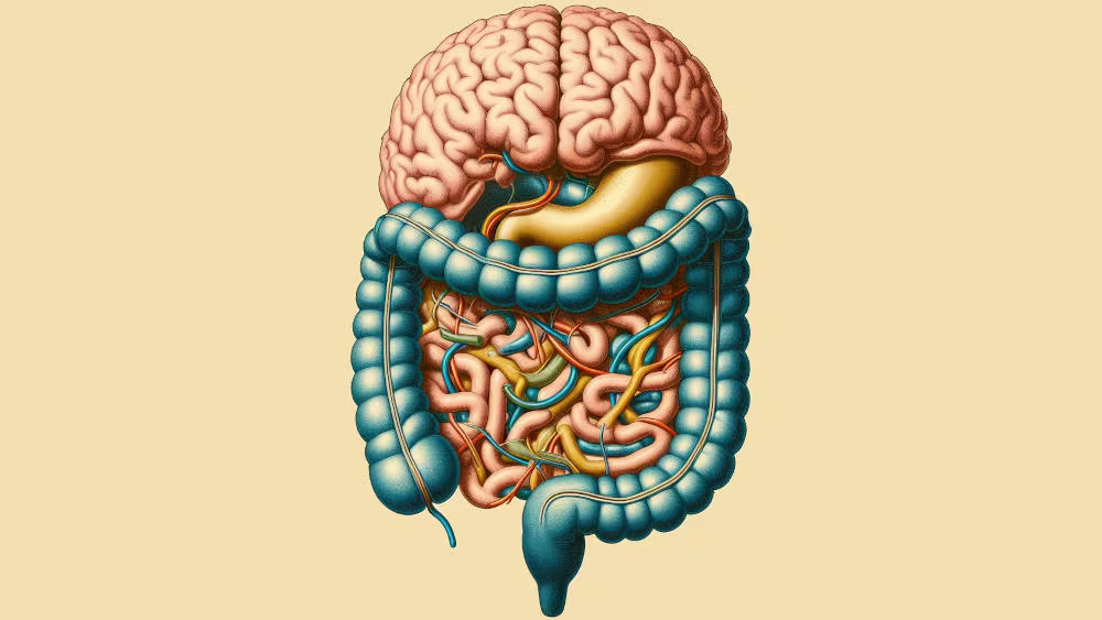 Un poco sobre el eje intestino-Cerebro: Importancia y Funciones