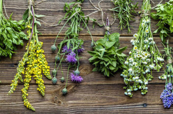 Variedad de plantas nervinas en un jardín medicinal